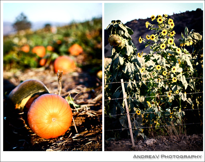 fall